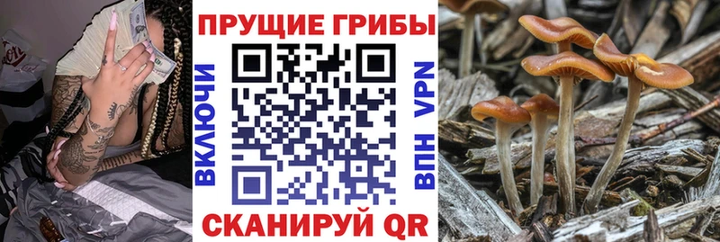 что такое   Ленинск  Псилоцибиновые грибы GOLDEN TEACHER 